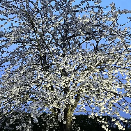 Panzió De Hoogstam 3*