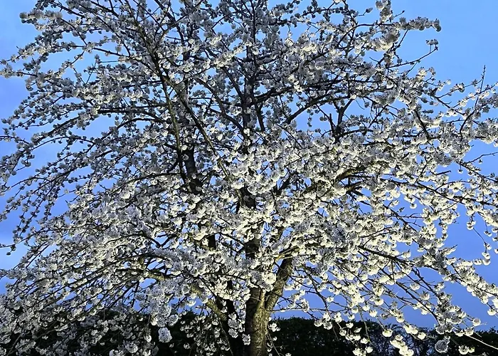 Bed & Breakfast De Hoogstam 3*